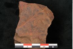 Foto (Detailansicht) von Aralia elsmoreana Ettingshausen (NHMW-GEO-2024-0188-10381)